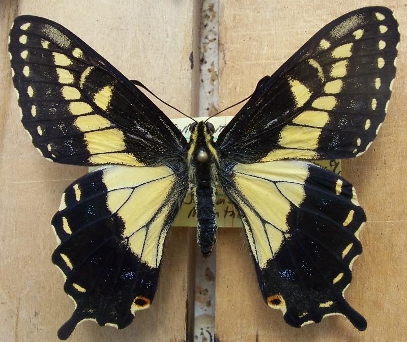 Papilio coloro female (Diseased) ex-larva, nr. Jacumba, CA (Internet Image property of respective owner, non-commercial use only)